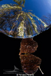 [:b:]The leaf[:/b:] by Francesco Pacienza 